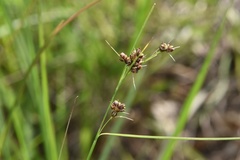 Rhynchospora globularis