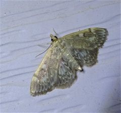 Anania coronata