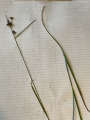 Rhynchospora globularis