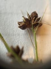 Rhynchospora globularis