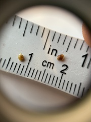 Rhynchospora globularis