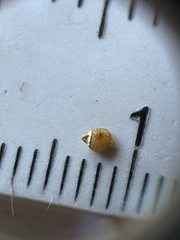 Rhynchospora globularis