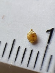 Rhynchospora globularis