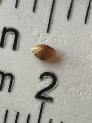 Rhynchospora globularis