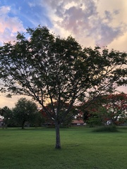 Delonix regia