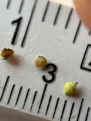 Rhynchospora globularis