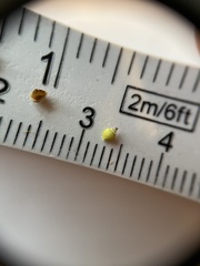 Rhynchospora globularis