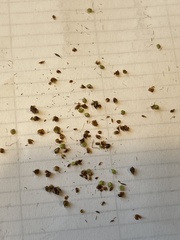 Rhynchospora globularis