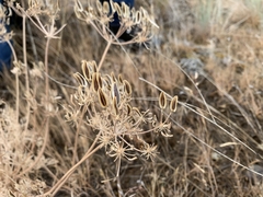 Lomatium rollinsii