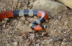 Micrurus lemniscatus