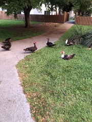 Cairina moschata domestica