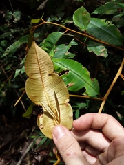 Chrysophyllum
