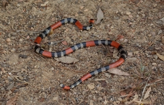 Micrurus lemniscatus