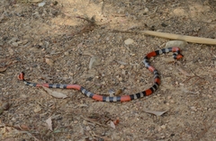 Micrurus lemniscatus