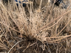 Lomatium rollinsii