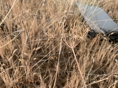 Lomatium rollinsii