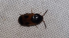 Mycetophagus punctatus