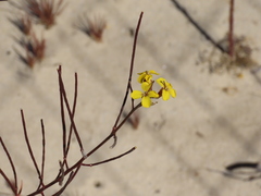 Erysimum teretifolium