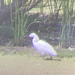 photo of Snowy Egret (Egretta thula)