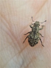 Floresianus sordidus