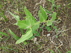 Asclepias lanuginosa