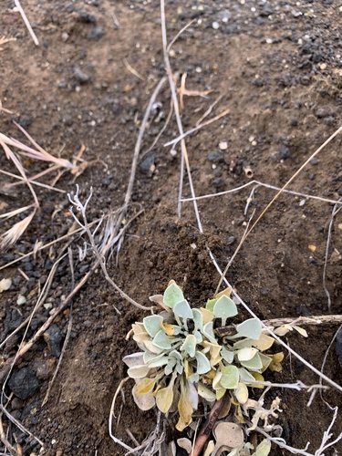 Oregon twinpod (Physaria oregona)