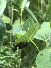 Chelymorpha cassidea