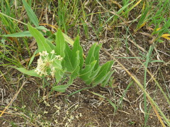 Asclepias lanuginosa