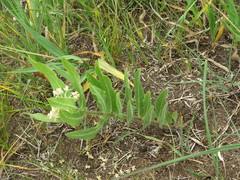 Asclepias lanuginosa