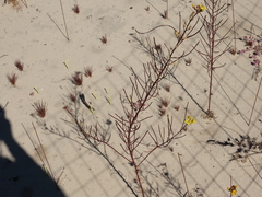 Erysimum teretifolium