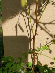Leucaena retusa