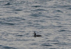 Histrionicus histrionicus