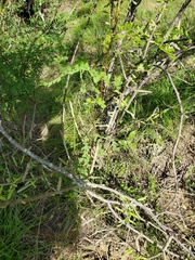Leucaena retusa