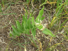 Asclepias lanuginosa