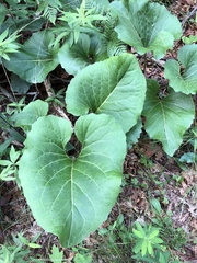 Silphium compositum reniforme