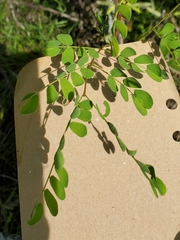 Leucaena retusa