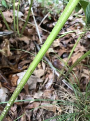 Silphium compositum reniforme
