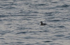 Histrionicus histrionicus