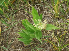 Asclepias lanuginosa