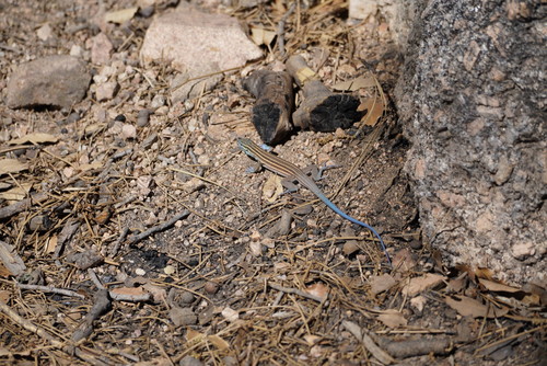 Pai Striped Whiptail
