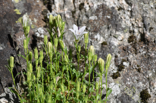 Campanula shetleri, photograph 4