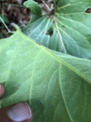 Silphium compositum reniforme