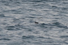 Histrionicus histrionicus