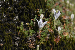 Campanula shetleri