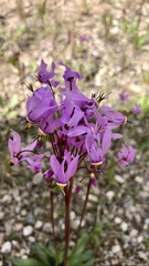Primula frigida