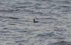 Histrionicus histrionicus