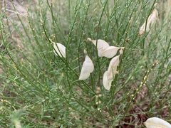 Astragalus cusickii