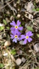Primula mistassinica