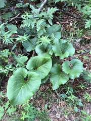 Silphium compositum reniforme