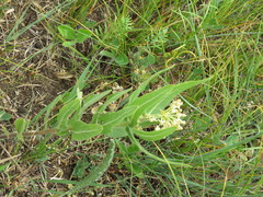 Asclepias lanuginosa